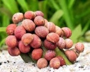 ślimak akwariowy Neritina Red Pumpkin