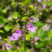 Kalaminta mniejsza (klinopodium kocimiętkowate) / Clinopodium nepeta