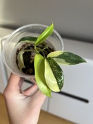 Philodendron Florida Beauty