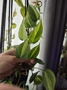 Cięte sadzonki różnych roślin