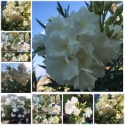 Oleander Biały o pełnych Pachnących kwiatach 