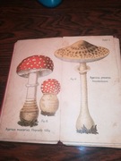 Atlas grzybów niemiecki 1896 rok