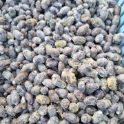 Murarka ogrodowa kokony-500 szt.