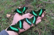 Papilio palinurus – poczwarki, Szmaragdowy motyl dzienny
