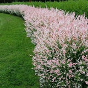 Wierzba japońska Hakuro