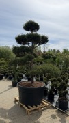 Sosna "Sylvestris" Bonsai 225-250cm