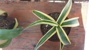 agave guiengola creme brulee unikat kolekcjonerski śr. 35 cm