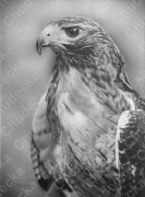 Portret ze zdjęcia na zamówienie