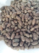 Kokony pszczoły murarki ogrodowej 250szt + pudełko wylęgowe 