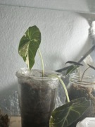 Alokazja black velvet variegata