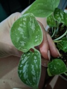 scindapsus Silver Ann
