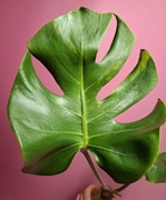 Monstera GoG Mint LF