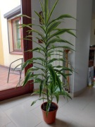 Dracena daracena lemon lime 150 cm