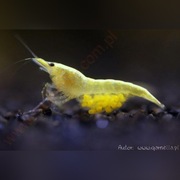 krewetka yellow