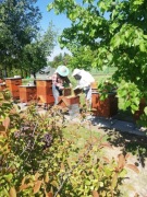 Sprzedam Pszczoły / Rodziny Pszczele