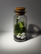 Mini las w słoiku 5.5 cm