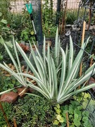 Irys Kosaciec Variegata zestaw 2szt. sadzonek