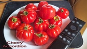Pomidor Cherry Accordion - nasiona kolekcjonerskie 10 sztuk
