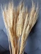 Pszenżyto zboże suszone naturalne trawy ozdoby 