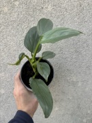 Philodendron 'Silver Queen' P10 ~15 cm r.M