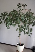 Fikus Benjamin 180 cm z donicą