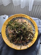 Bucephalandra roślina akwariowa 