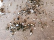 Obornik od Gołębi naturaly zawóz wysyłka ok 20kg 