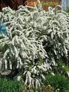 Sadzonka tawuła biala 10 zl