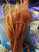 Proso klosy zboże suszone naturalne trawy ozdobne pomarańczowy 