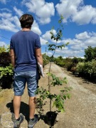 Carpinus betulus, Grab pospolity, wysokość 150-175cm, na żywopłot