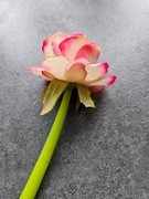 Długopis róża niespotykany