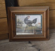 Obrazek  kogut -kura Hens  mid 94 -