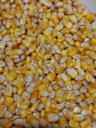 Kukurydza ziarno 10kg  chips topinambur 100g Topinambur konsumpcja 4kg