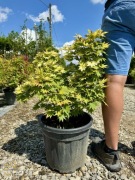 Klon Shirasawy / Acer shirasawanum 'Jordan' / 50-60cm / 18l