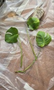 Monstera deliciosa (dziurawa)