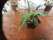 agave chiapensis spora sadzonka unikat kolekcjonerski kaktus