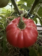 Cleota Pink pomidor nasiona