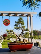 Piękny Jałowiec Chiński 47 cm formowany na wzór bonsai w doniczce 