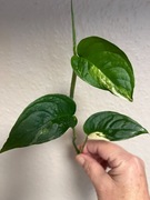 Monstera Adansonii Sp. Laniata Variegata - sadz. szczytowa 