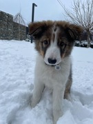 Karma dla tego pana (pies nie na sprzedaz)