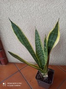 Sansaviera Gwinejska