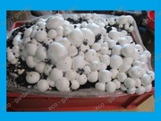 Pieczarki Grzybnia Podłoże XXL 3Faza