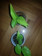 Epipremnum golden Photos neon Pothos