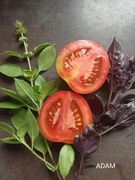 ADAM nasiona kolekcjonerskie