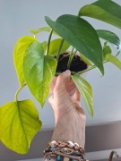 Epipremnum neon i aureum zestaw