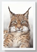 PLAKAT A3 RYŚ las zwierzę leśne Montessori