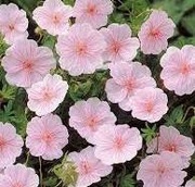 Bodziszek Geranium sanguineum ssp. striatum p9