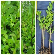 Ligustr zimozielony atrovirens 