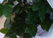 Liście jeżyn  z szypułkami dla straszyka , patyczaka - 15 szt.