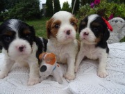 Cavalier king charles spaniel 